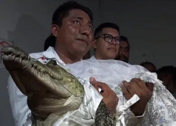 Mexican mayor marries crocodile